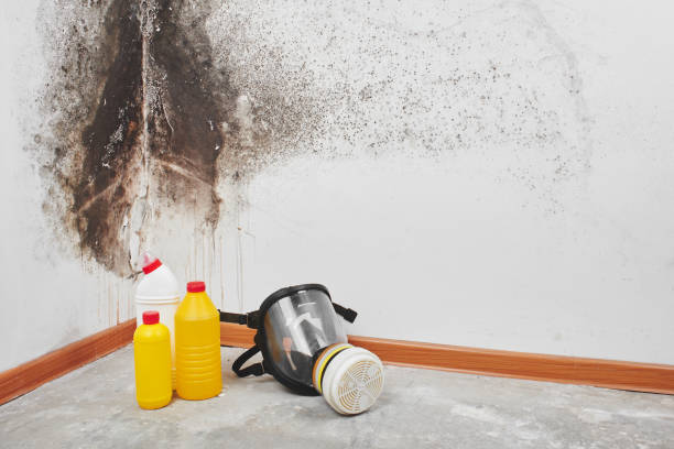 Best Local Mold Removal Service  in Gibbstown, NJ