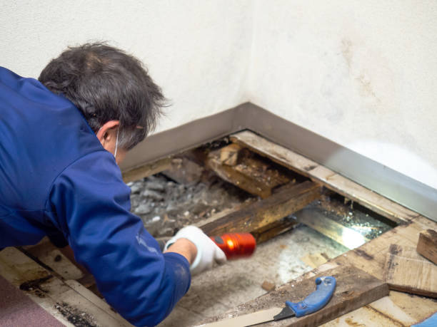 Best Crawl Space Mold Removal  in Gibbstown, NJ