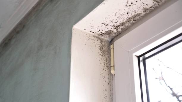 Best Mold Removal Near Me  in Gibbstown, NJ