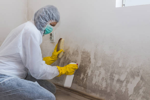 Best Mold Removal Near Me  in Gibbstown, NJ