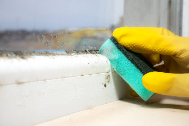 Trusted Gibbstown, NJ Mold Removal Experts