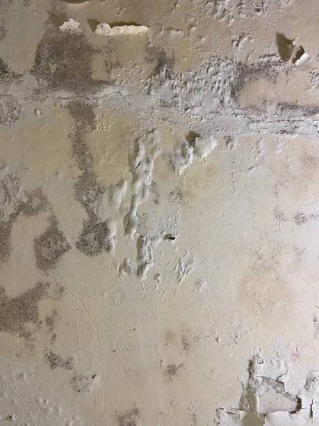 Best Mold Inspection  in Gibbstown, NJ