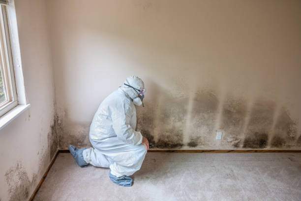 Best Professional Mold Removal  in Gibbstown, NJ