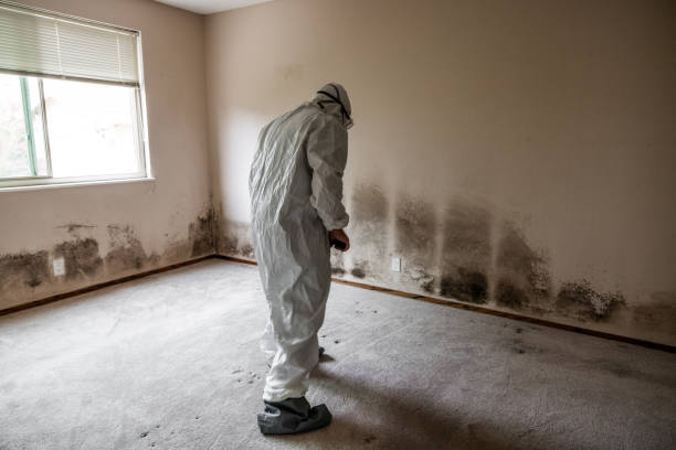 Best Professional Mold Removal  in Gibbstown, NJ
