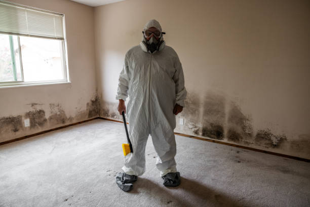 Best Mold Remediation Services  in Gibbstown, NJ