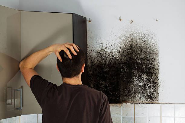 Mold Testing and Removal in Gibbstown, NJ