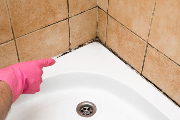 Mold Removal Process in Gibbstown, NJ