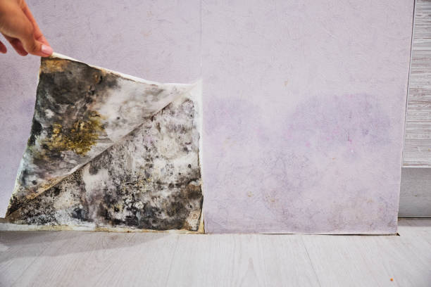 Best Emergency Mold Removal  in Gibbstown, NJ